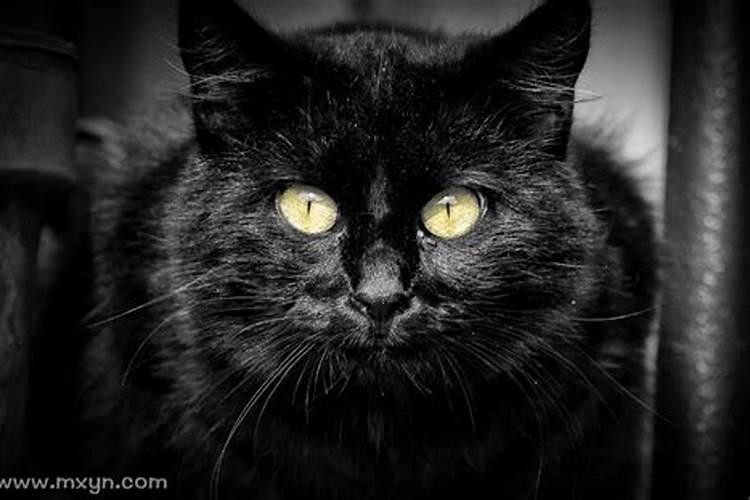 梦见大黑猫扑向自己什么意思