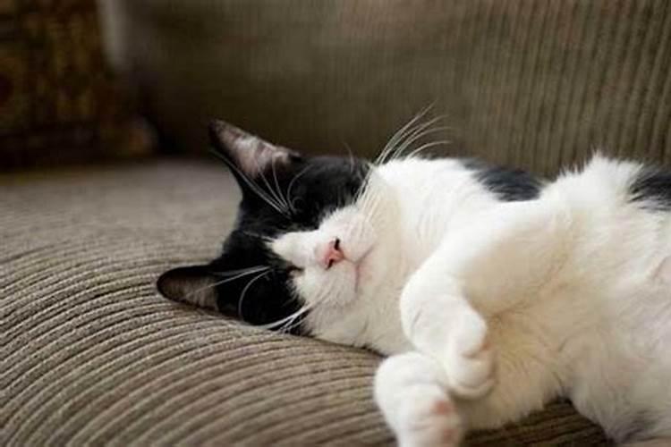 睡觉梦到猫是什么征兆