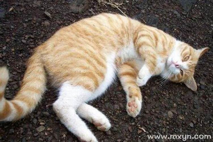 睡觉梦到猫是什么征兆