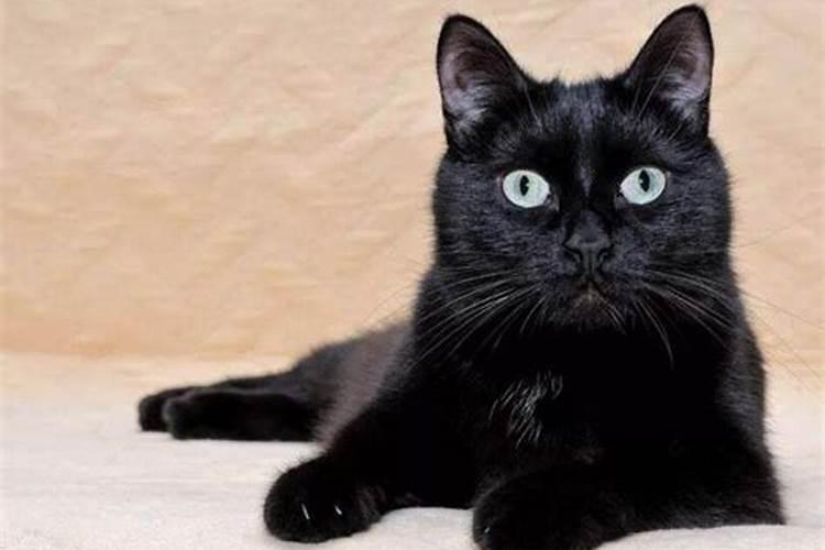 梦见黑猫是什么意思有什么预兆