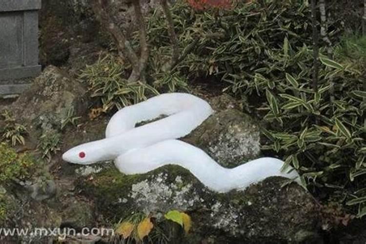 女人梦见小白蛇是什么预兆呢