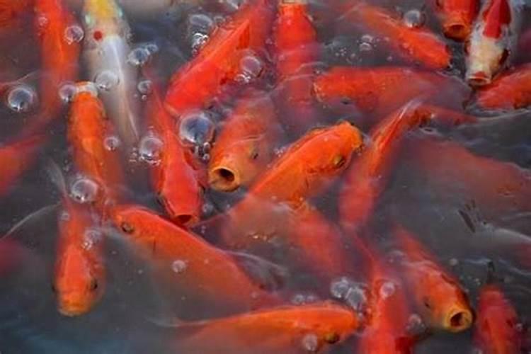 梦见很多鱼是什么预兆红鱼