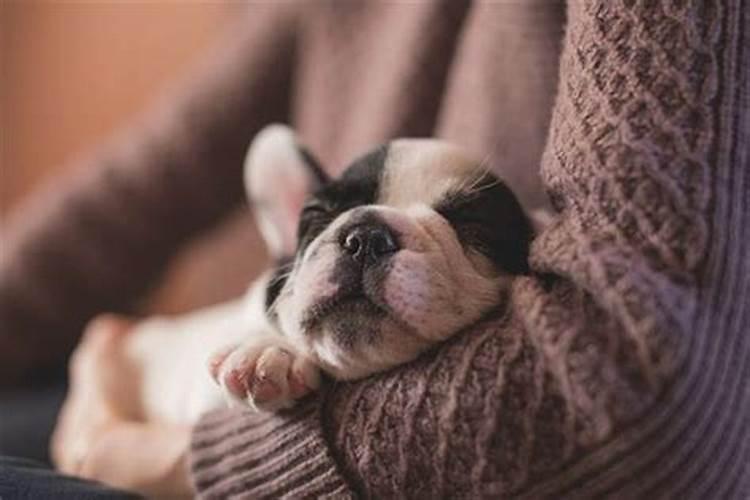 梦见抱着一个小狗是什么意思